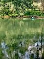 adda (111)